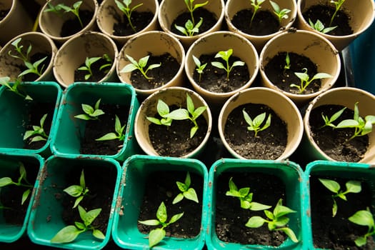 growing palnt