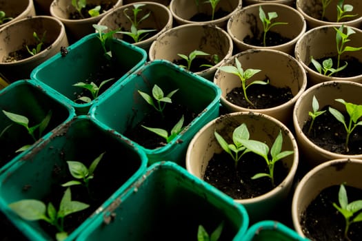 A bunch of baby plants growing inside of pots inside of a greenhouse nursery.