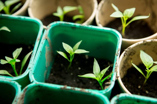 A bunch of baby plants growing inside of pots inside of a greenhouse nursery.