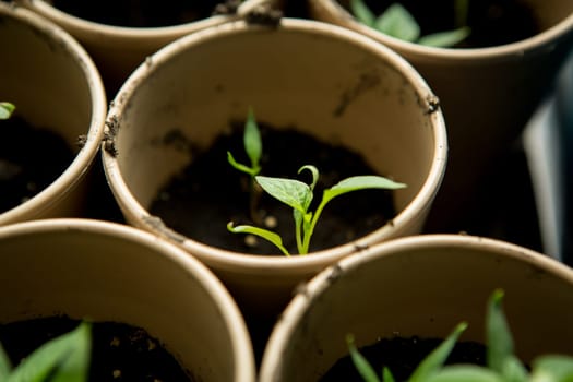 A bunch of baby plants growing inside of pots inside of a greenhouse nursery.