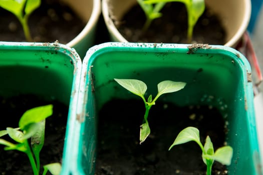 A bunch of baby plants growing inside of pots inside of a greenhouse nursery.