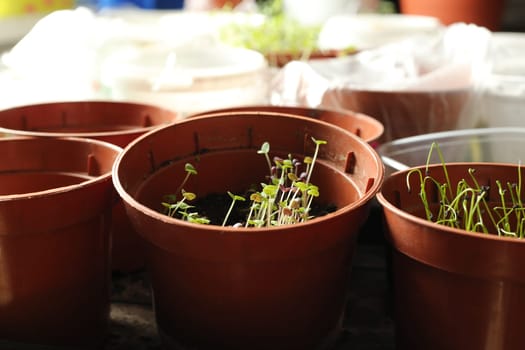 A bunch of baby plants growing inside of pots inside of a greenhouse nursery.