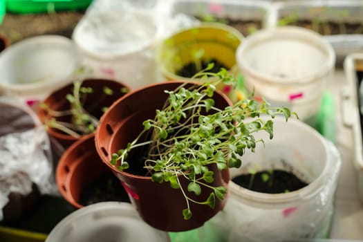 A bunch of baby plants growing inside of pots inside of a greenhouse nursery.