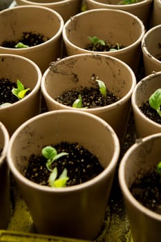 A bunch of baby plants growing inside of pots inside of a greenhouse nursery.