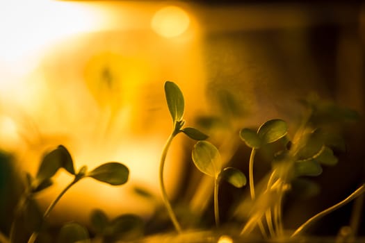 Green seedlings in new life concept