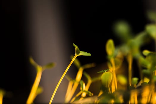 Green seedlings in new life concept