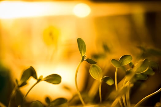 Green seedlings in new life concept