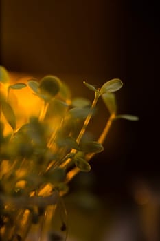 Green seedlings in new life concept