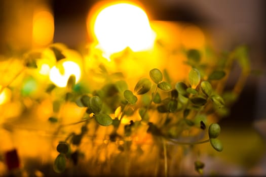 Green seedlings in new life concept