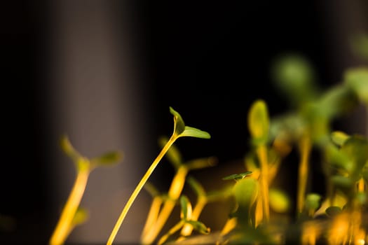 Green seedlings in new life concept