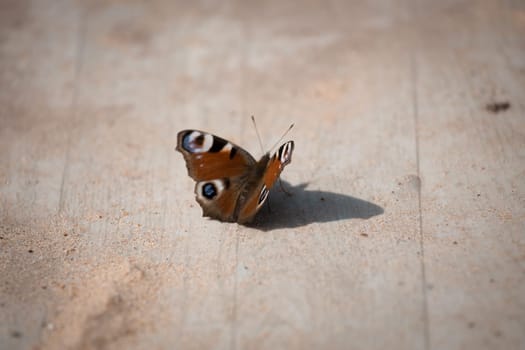 butterfly on wood with sand