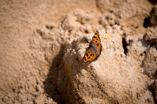 butterfly on wood with sand