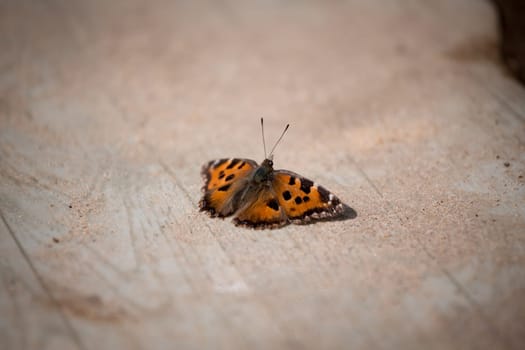 butterfly on wood with sand