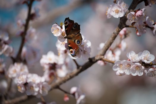 Monarch butterfly  seeking nectar on apricot  flower