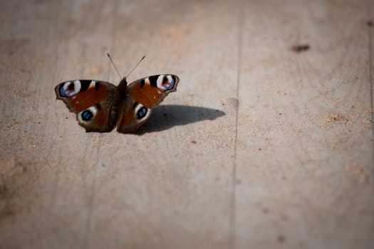 butterfly on wood with sand