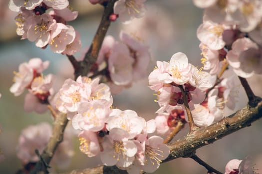 Vintage photo of white apricot tree flowers in spring