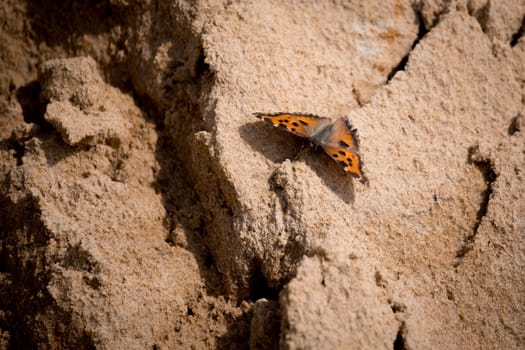butterfly on wood with sand