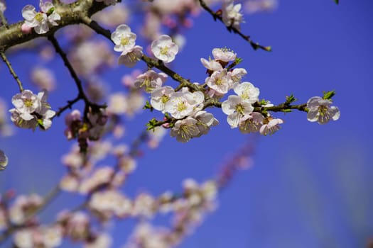 Vintage photo of white apricot tree flowers in spring