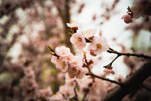 Flowers of an apricot tree on a blue background closeup