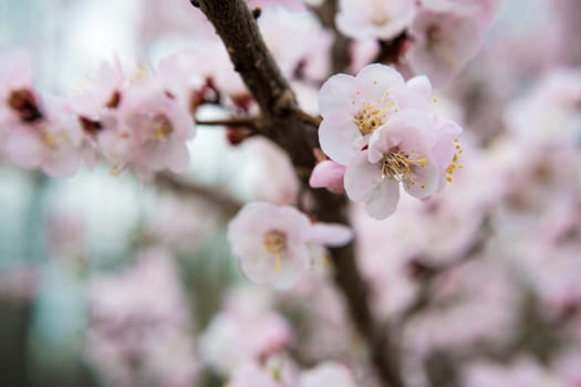 Flowers of an apricot tree on a blue background closeup