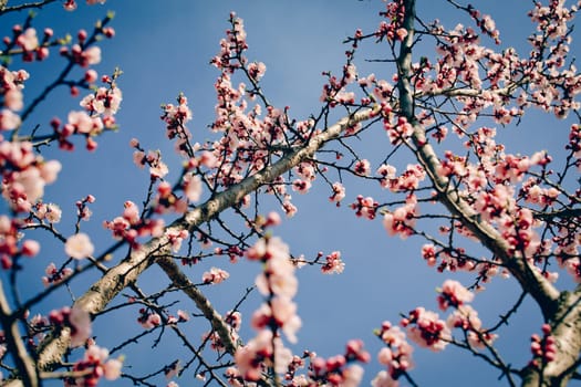 Vintage photo of white apricot tree flowers in spring