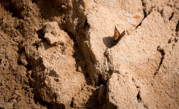 butterfly on wood with sand