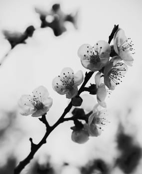 photo illustration of white orchid flowers in black and white halftone