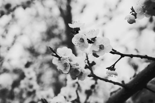 photo illustration of white orchid flowers in black and white halftone