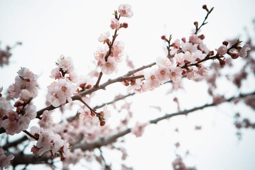 Flowers of an apricot tree on a blue background closeup