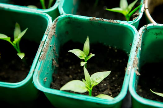A bunch of baby plants growing inside of pots inside of a greenhouse nursery.