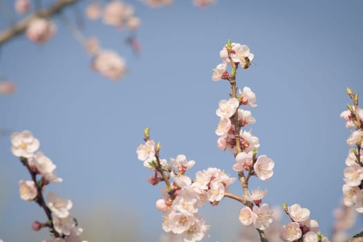 Vintage photo of white apricot tree flowers in spring