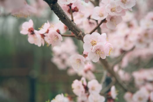 Vintage photo of white apricot tree flowers in spring