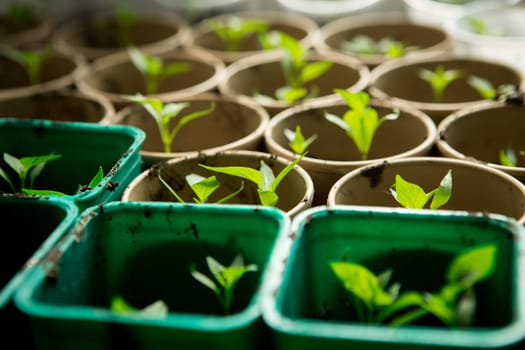 A bunch of baby plants growing inside of pots inside of a greenhouse nursery.