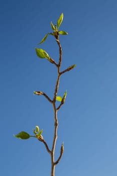 First green leaves on blue sky background. Spring time.