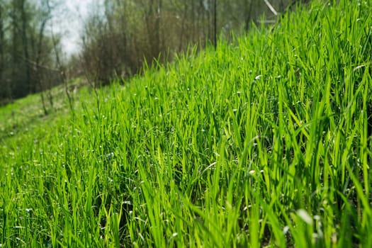 spring grass in sun light and defocused sky on background