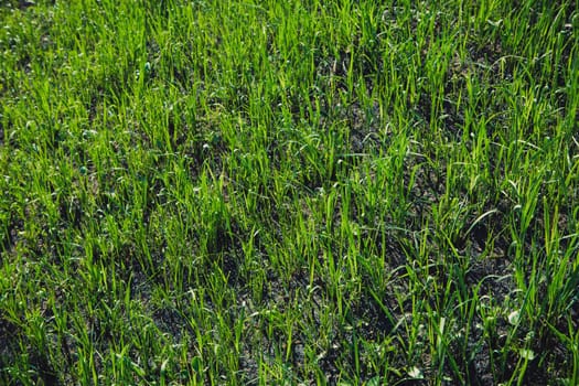 spring grass in sun light and defocused sky on background