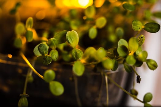 Green seedlings in new life concept