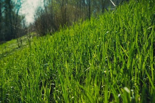 spring grass in sun light and defocused sky on background