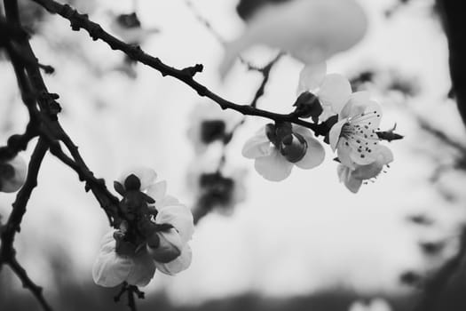 photo illustration of white orchid flowers in black and white halftone