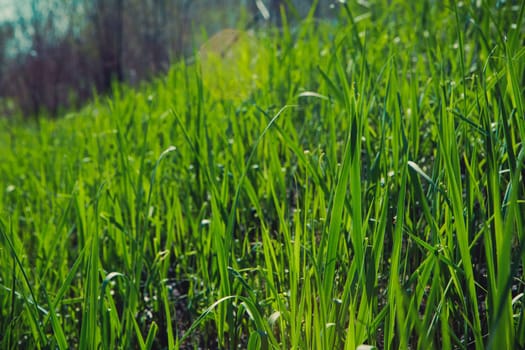 spring grass in sun light and defocused sky on background