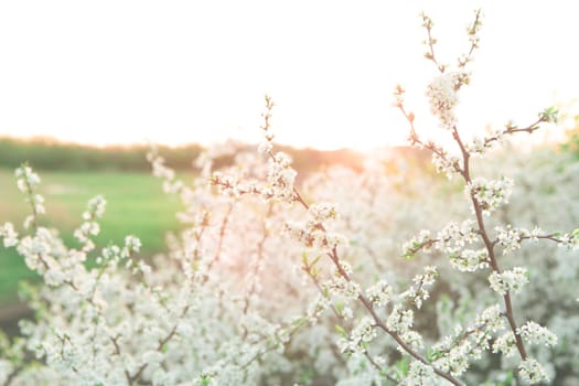 White spring flowers