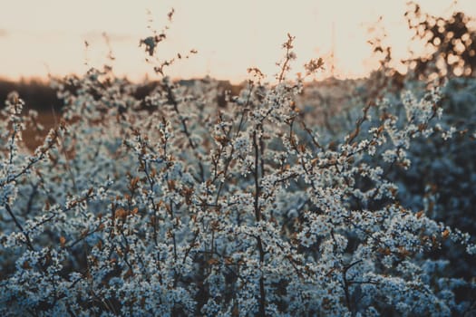 lilac flowers close-up