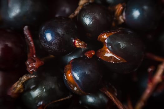 blackcurrant background