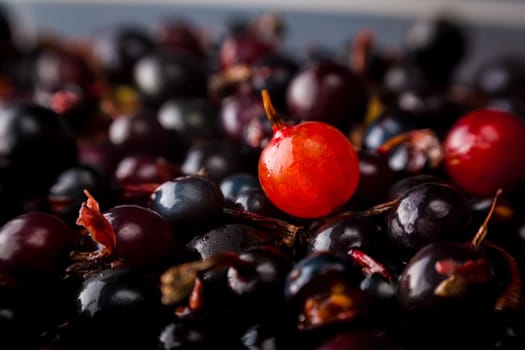blackcurrant background
