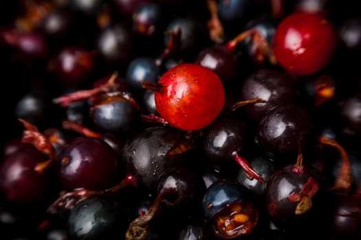 blackcurrant background
