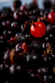 blackcurrant background