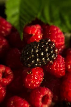 Raspberry on blackberries, macro