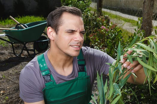 male gardener looking at plants