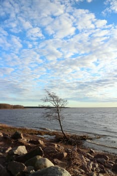lonely tree clings to the shore ground, fighting for his life with the sea winds, autumn landscape