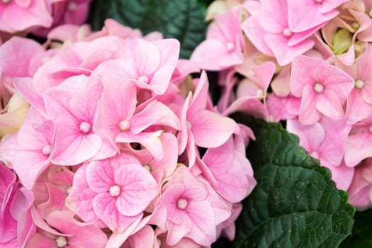 Pink hydragea in full bloom. Flowering hortensia plant. Closeup
